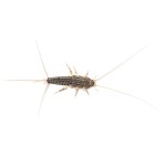 Silverfish