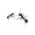 Ants