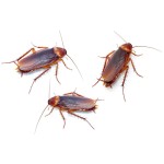 Cockroaches